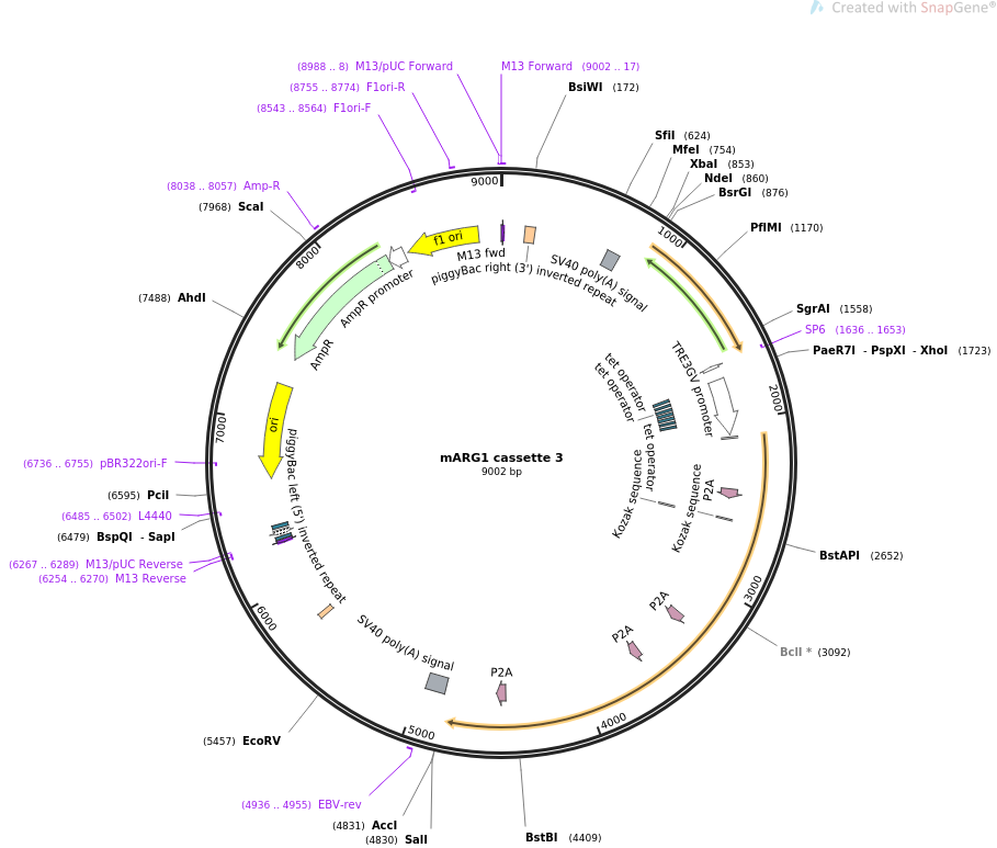 mARG1 cassette 3质粒图谱